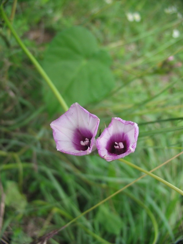 Argyreia nervosa (Burm.f.) Bojer